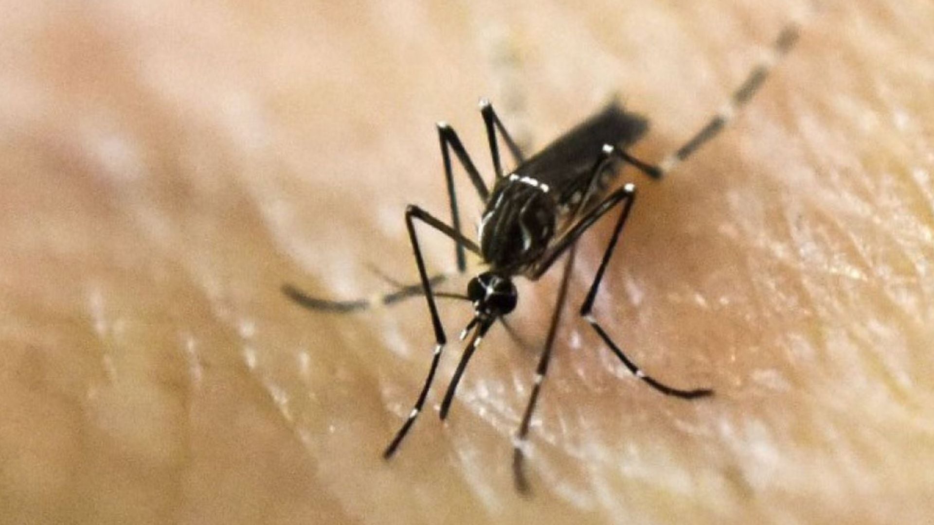 El gobierno provincial estableció pautas de acción ante la invasión de mosquitos