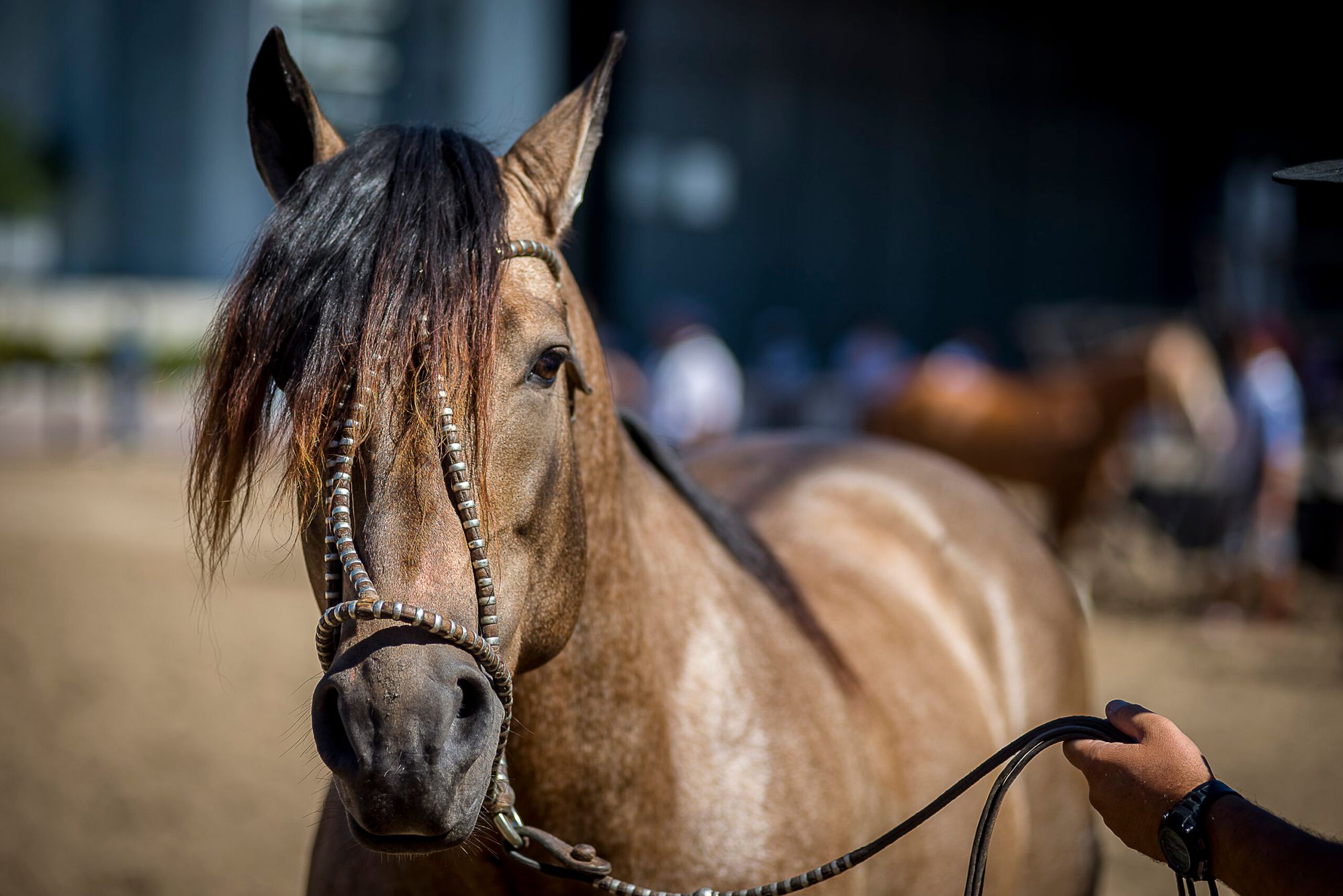 El caballo rescatado en Hurligham que es un emblema