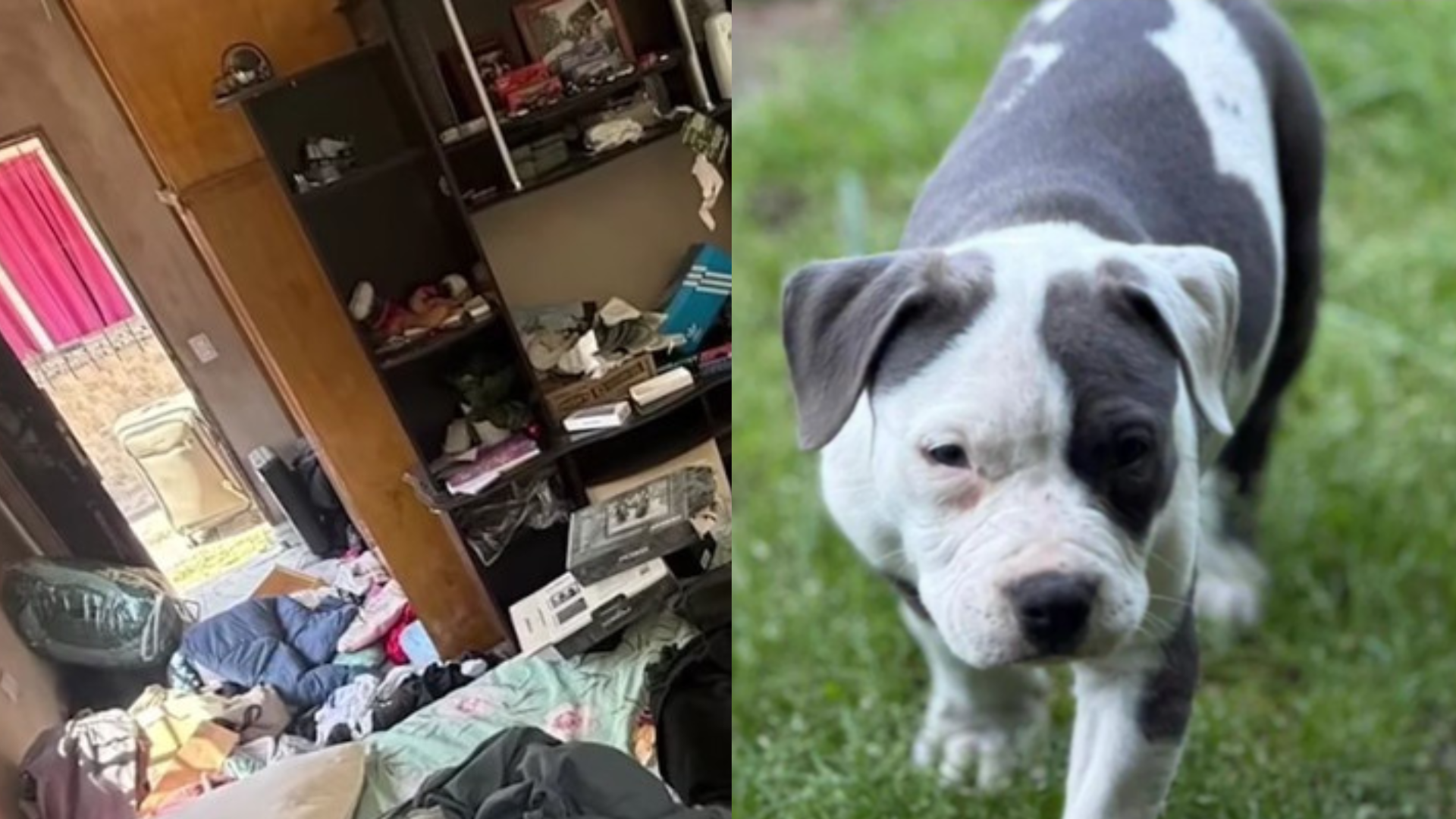 Virrey del Pino: Una familia busca recuperar a una cachorrita robada en una entradera