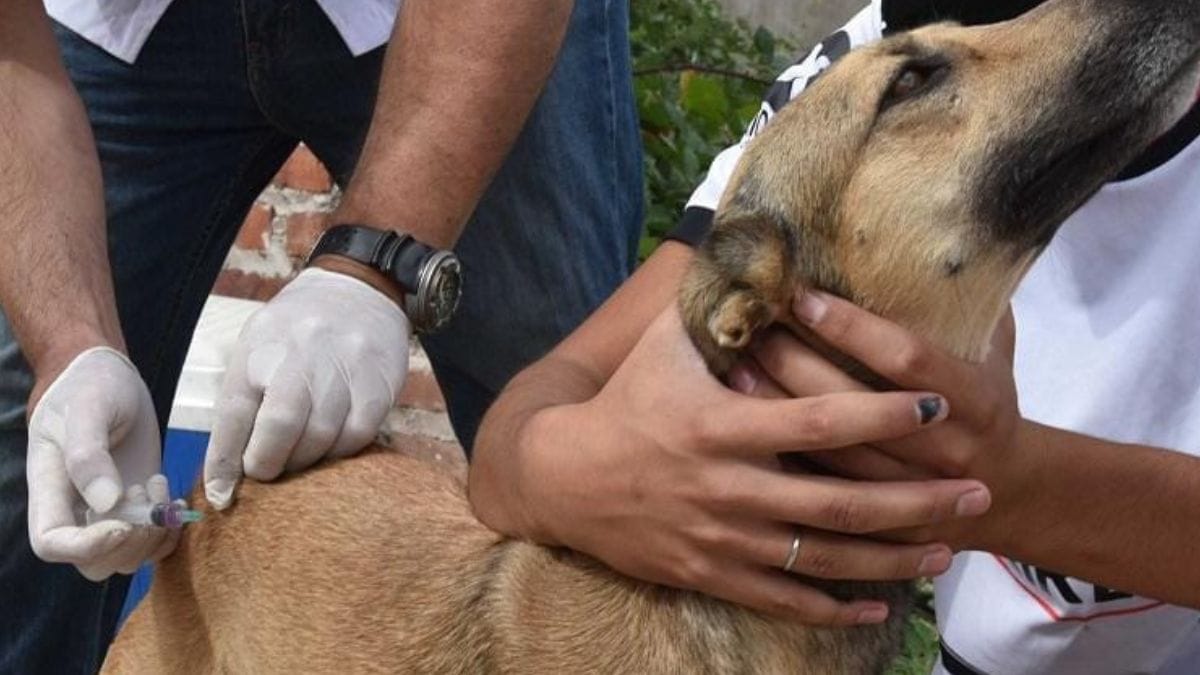 Morón: se llevará adelante una fuerte campaña de vacunación antirrábica gratuita