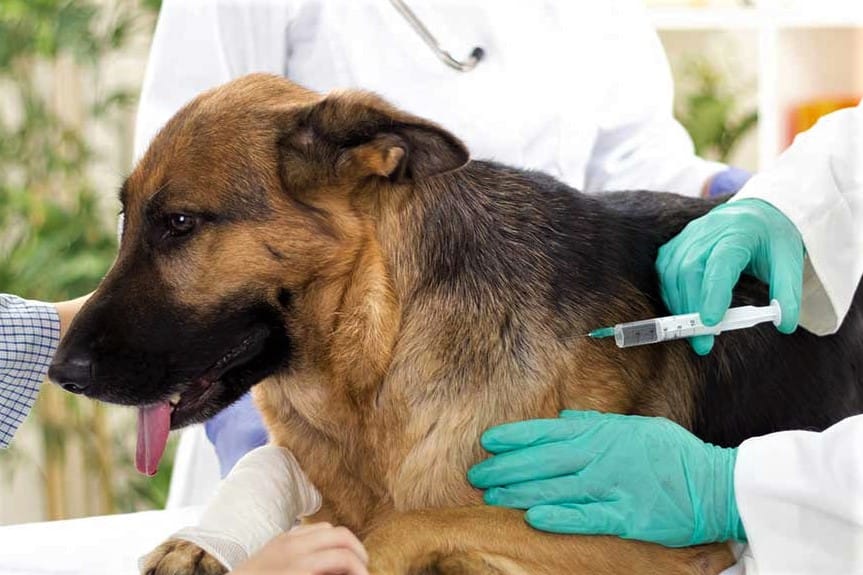 Campaña de vacunación antirrábica: Continúa en Hurlingham el operativo gratuito para las mascotas
