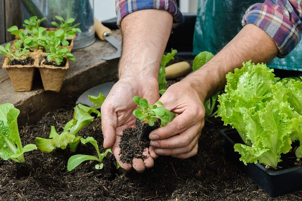 Huerta en Casa