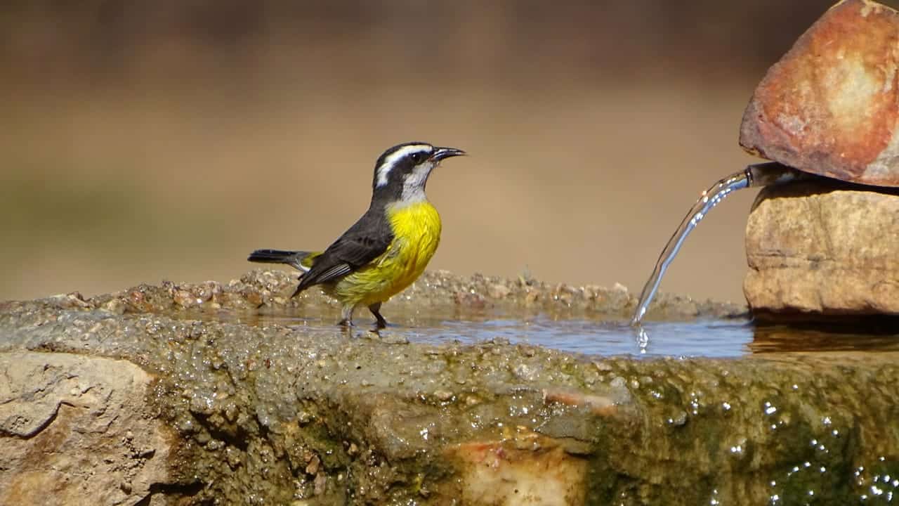 Conteo de Aves de Jardín