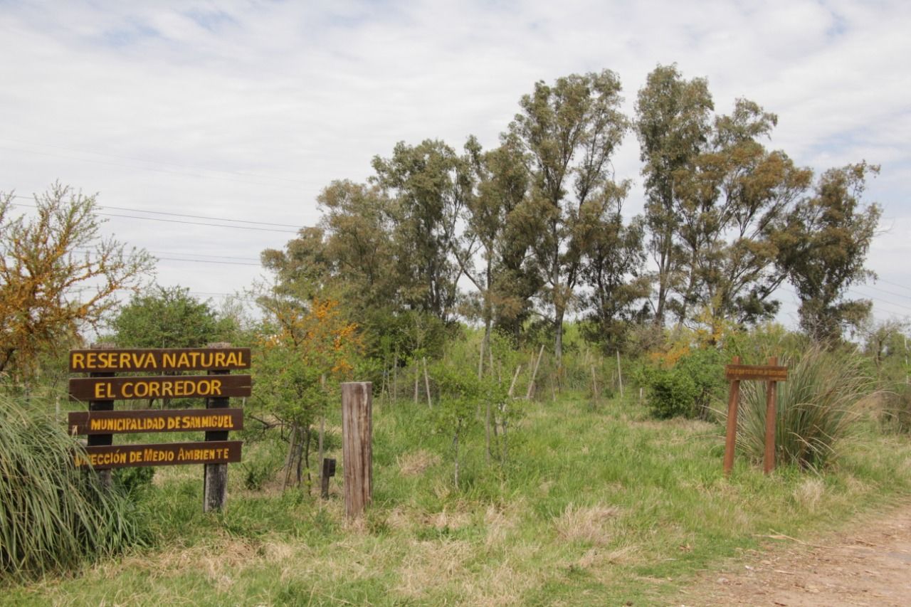 San Miguel Día del Árbol