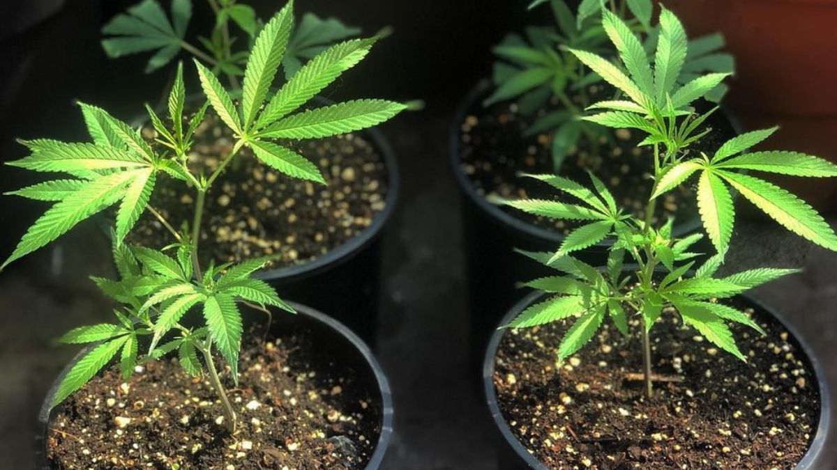 Organizaciones cannábicas realizarán una jornada de "Cultivo y Ambiente" en Auditorio Oeste