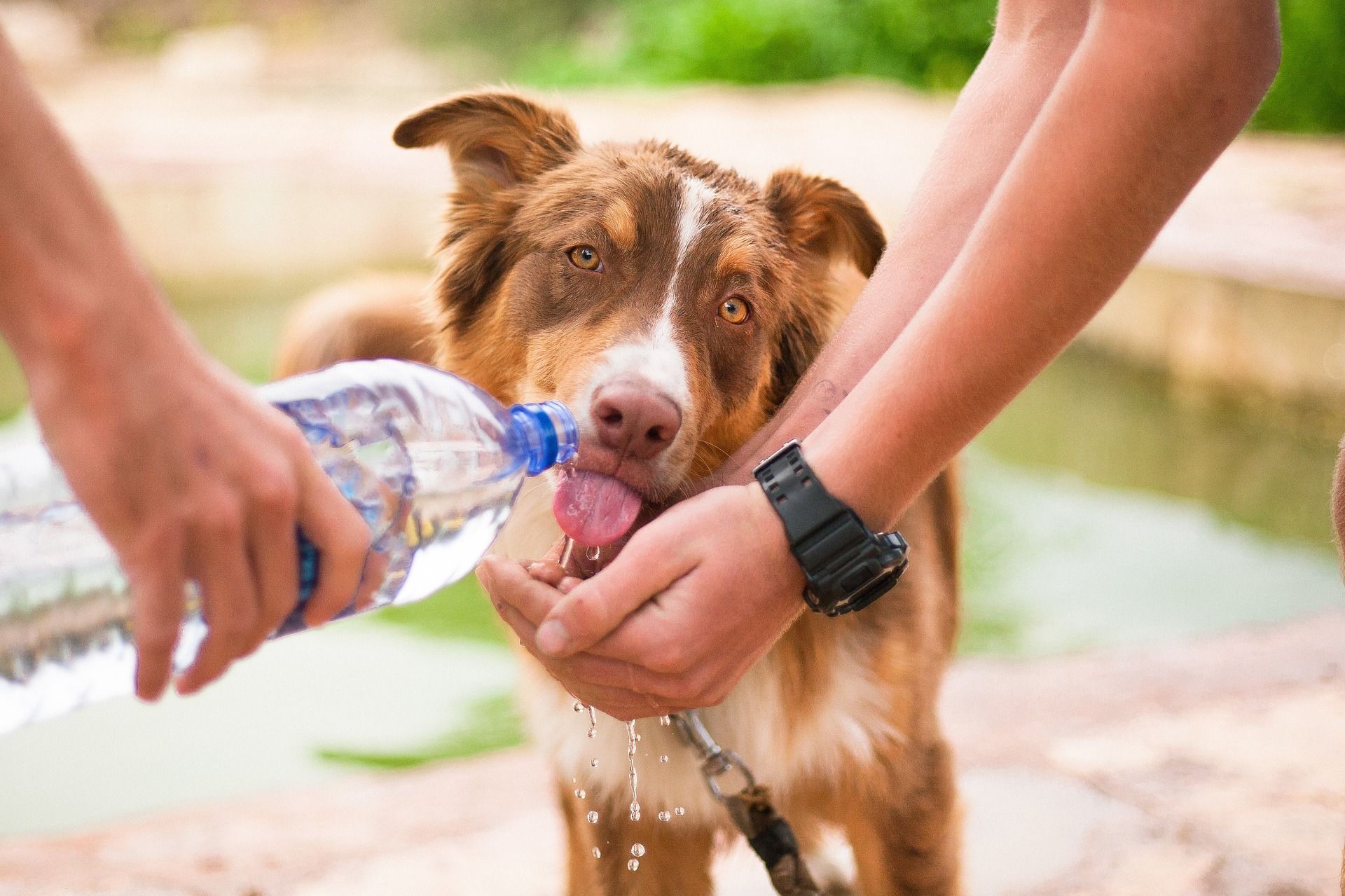 Alerta naranja en Buenos Aires: ¿Cómo prevenir los golpes de calor en mascotas?