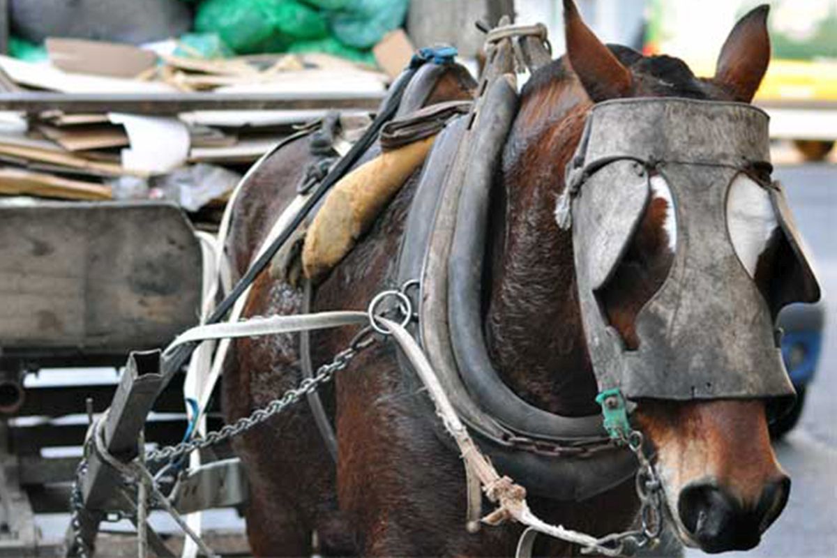 Prohibición de la tracción a sangre en Morón