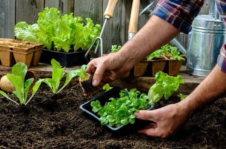 Aprendé como se hace una huerta agroecológica