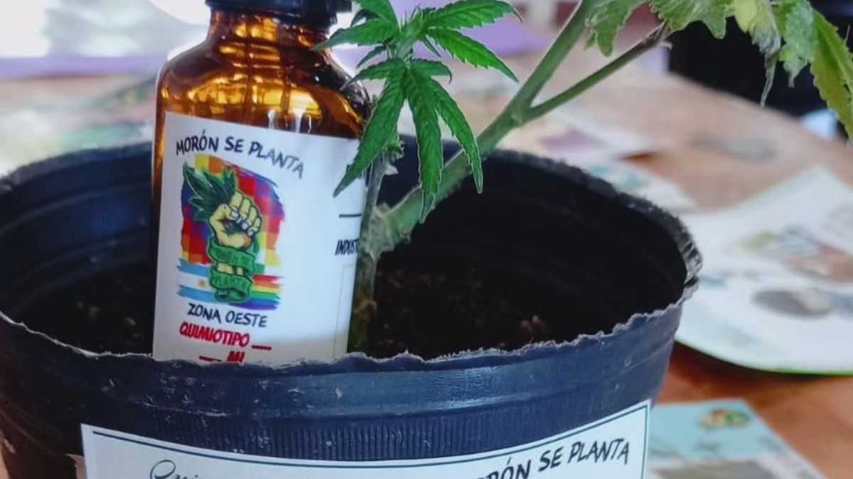 Morón: fue presentado el Programa de Abordaje Integral de usos terapéuticos del Cannabis
