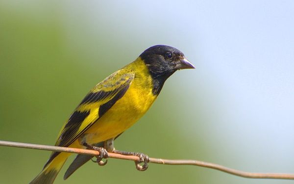 Aprendiendo de la biodiversidad conurbana: Este sábado habrá una jornada de avistaje de aves en El Palomar