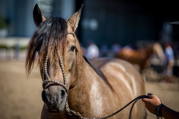 El caballo rescatado en Hurligham que es un emblema