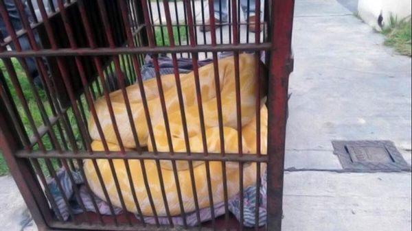 Un nuevo habitante: la historia del pitón que sorprendió a todo Tres de Febrero