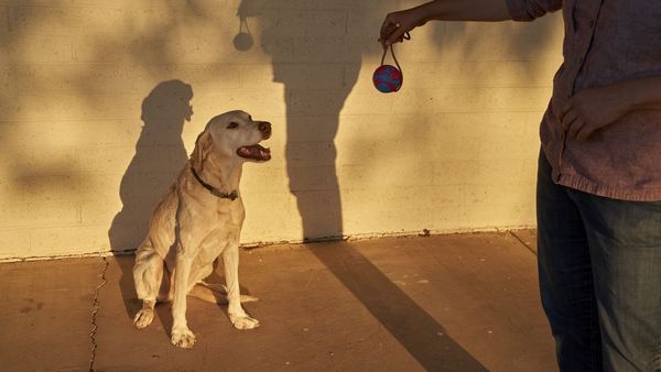 Castelar Sur: Hoy comienzan los turnos para la castración gratuita de mascotas