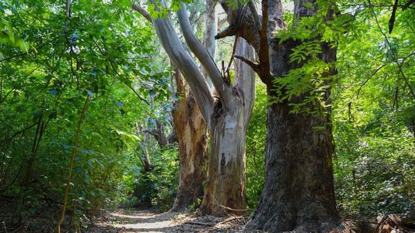 Este martes se presenta el Plan Estratégico "Ituzaingó Bosque Urbano 2030"