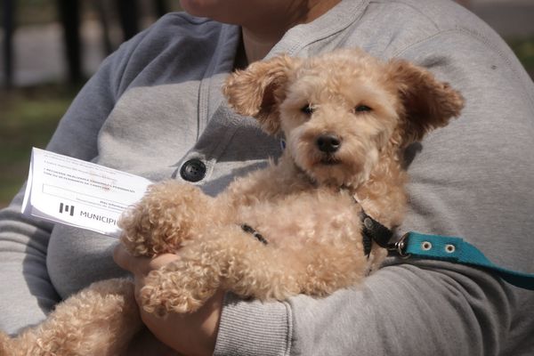 Vacunación y castración gratuita de perros y gatos en Morón Sur: ¿Cómo y cuándo anotar a tu mascota?