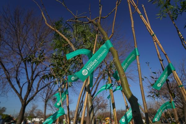 Ituzaingó: Alumnos forestaron la plaza Eva Perón