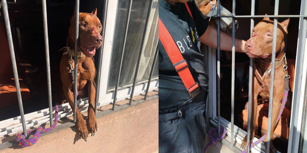 Ituzaingó: pitbull ataca y muerde a su dueño  en Villa Ariza