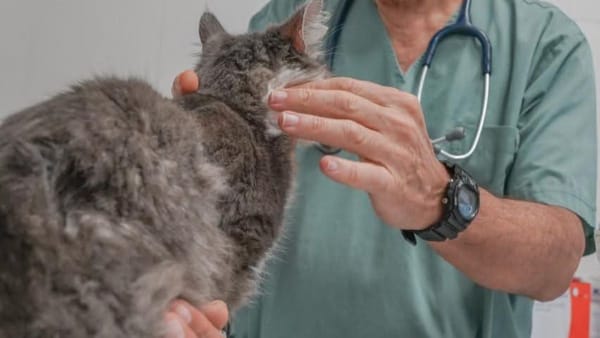 Ituzaingó: la Clínica Veterinaria Municipal traslada varios de sus servicios a los barrios