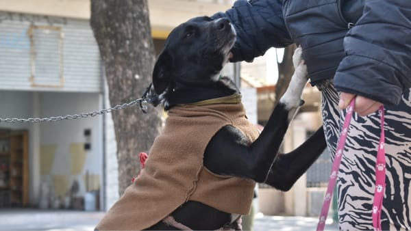 Ituzaingó: un nuevo operativo de zoonosis desembarca en Villa Ángela