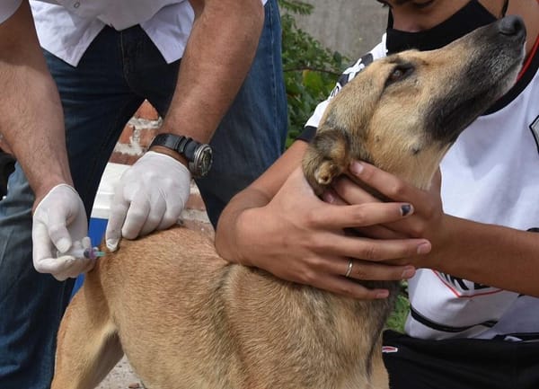 Campaña de vacunación antirrábica: Continúa en Morón el operativo gratuito para las mascotas