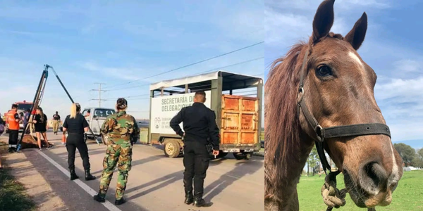 Merlo: la municipalidad rescató a un caballo maltratado para tareas de carga