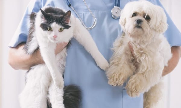El Palomar: Hoy comienzan los turnos para la castración gratuita de mascotas