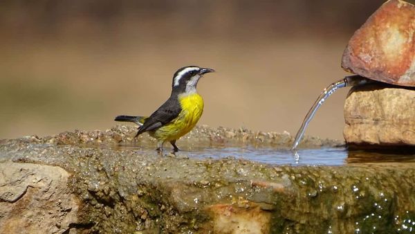 Conteo de Aves de Jardín