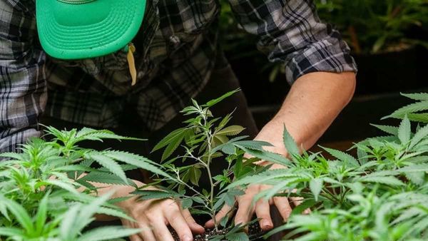 Organizaciones cannábicas lanzan petitorio para derogar la Ley 23.737