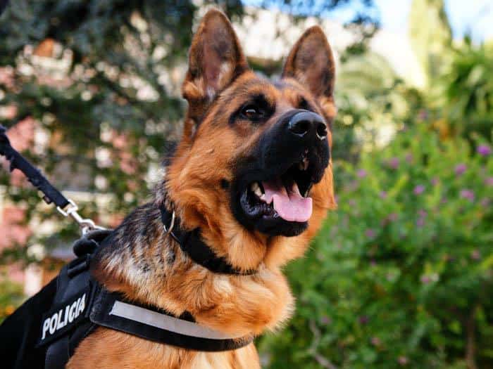 Día Nacional del Perro: ¿Por qué se celebra?