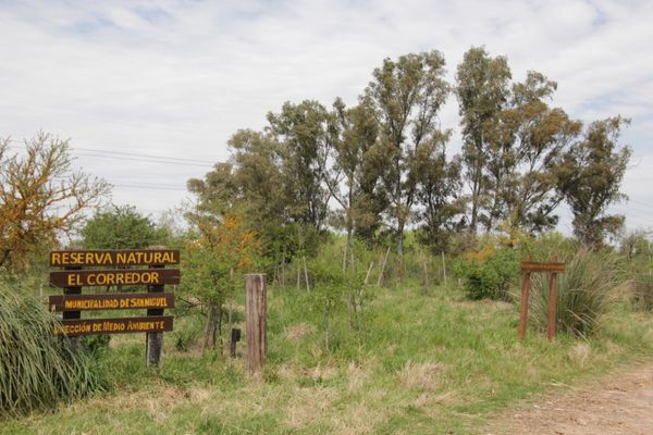 San Miguel Día del Árbol