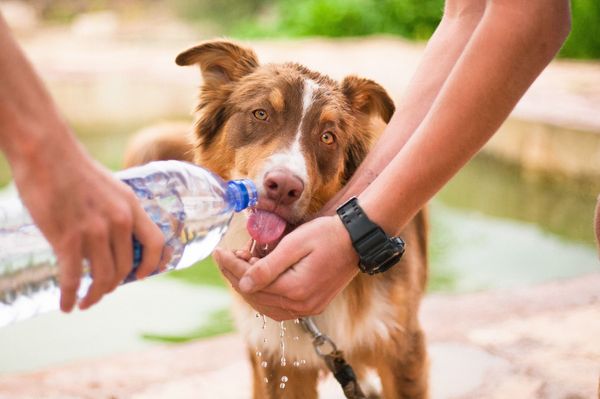 Alerta naranja en Buenos Aires: ¿Cómo prevenir los golpes de calor en mascotas?