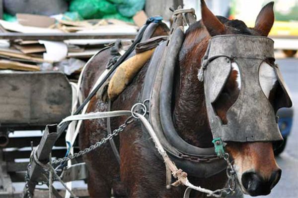 Prohibición de la tracción a sangre en Morón