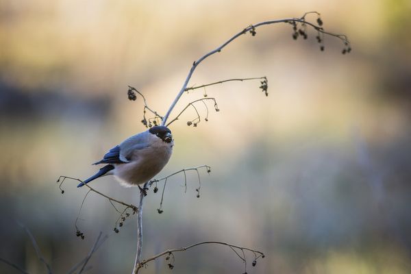 Observación de aves
