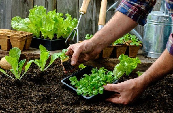 Aprendé como se hace una huerta agroecológica