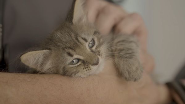 Vacunación antirrábica y atención veterinaria gratuita en Ituzaingó: mirá dónde estará hoy la posta itinerante