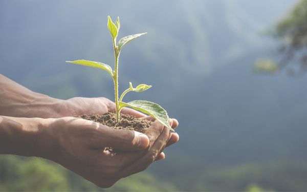 “Sembrando Conciencia”: El festival de Isla Verde se realizará este domingo en El Palomar