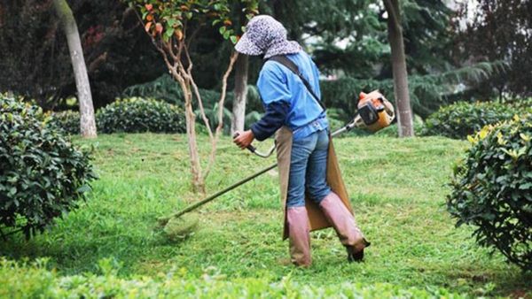 El lunes comienza el cobro de nuevo IFE para trabajadores informales