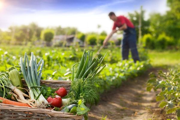 Ituzaingó: llega el cierre del ciclo de talleres de Huerta Agroecológica en INTA-AMBA