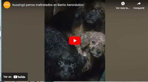 La casa del terror: Una vecina del Barrio Aeronáutico tiene mas de 20 animales encerrados en condiciones deplorables