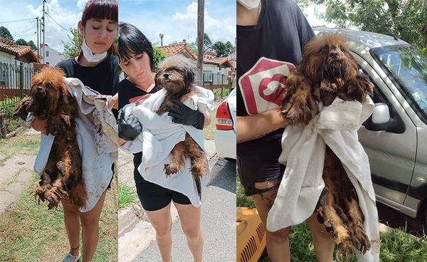 Allanaron Barrio Aeronáutico y se llevaron los animales abandonados